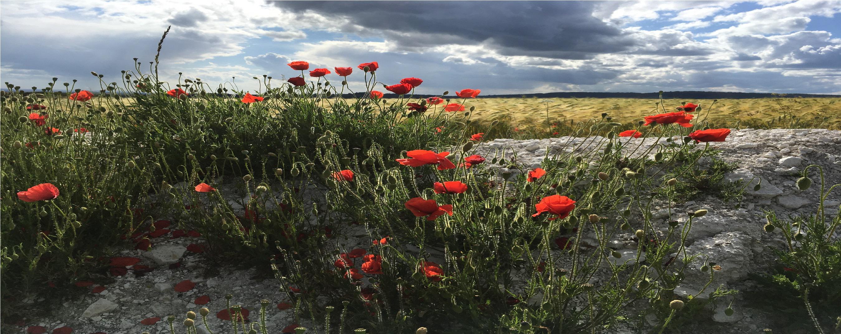 Poppies view